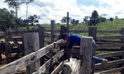 Alerta: gado deve ser vacinado até dia 31 no Pará 