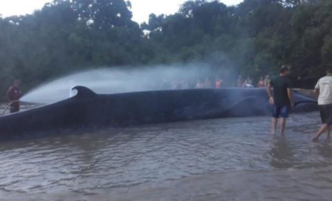 Morre baleia que ficou encalhada no Marajó  