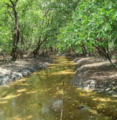 Conservação de manguezais gera impactos climáticos positivos 